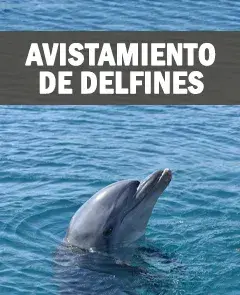 Avistamiento de Delfines en Barco desde Fuengirola